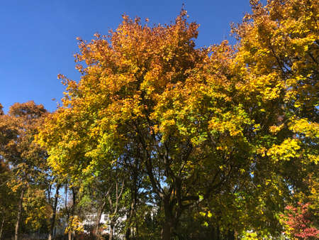 Fall Colors in Connecticut, New England, USAの写真素材