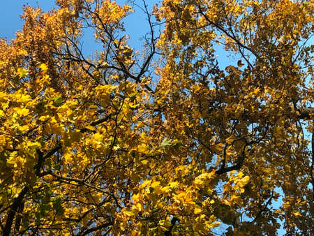 Fall Colors in Connecticut, New England, USAの写真素材
