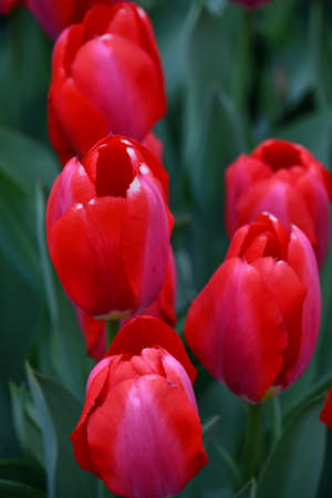 Colorful Tulip Flowers in the Springの写真素材