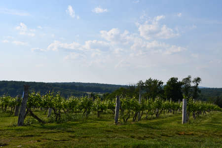 Gouveia Vineyards in Wallingford, Connecticutの写真素材