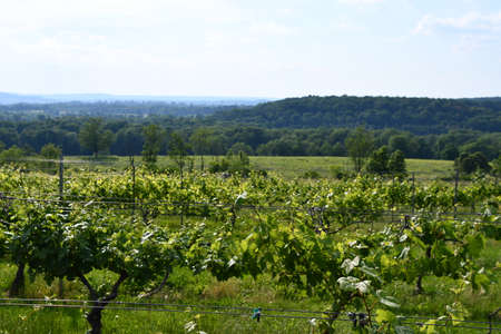 Gouveia Vineyards in Wallingford, Connecticutの写真素材