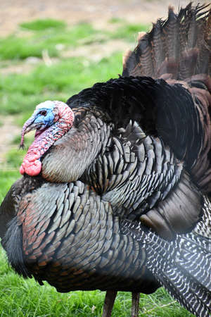Wild Turkey