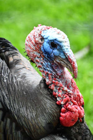 Wild Turkeyの写真素材