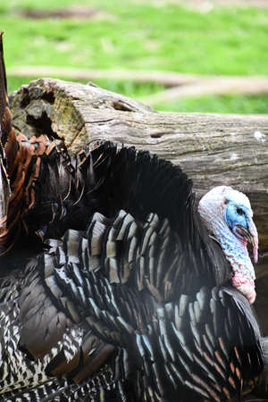 Wild Turkeyの写真素材