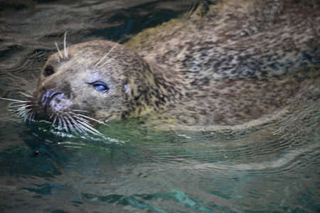Harbor Sealの写真素材