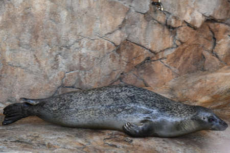 Harbor Sealの写真素材