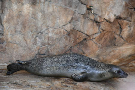 Harbor Sealの写真素材