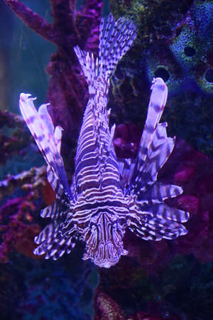 Lionfishの写真素材
