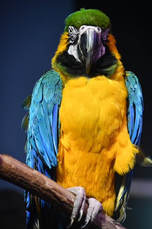 A Colorful Macaw Birdの写真素材
