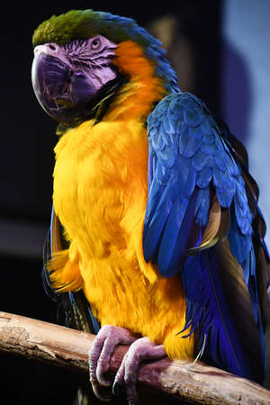 A Colorful Macaw Birdの写真素材