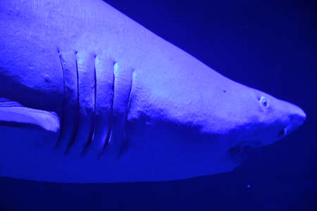 Sand Tiger Sharkの写真素材
