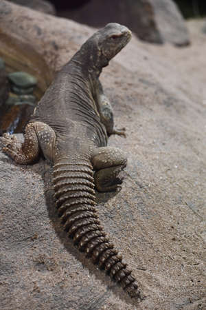 Egyptian Spiny-Tailed Lizardの写真素材