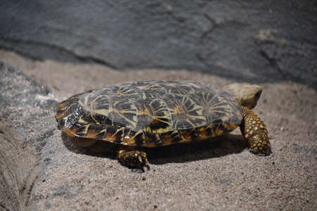 Turtleの写真素材