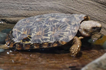 Turtle in Waterの写真素材