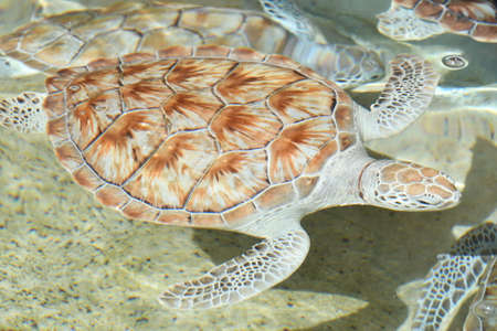 Turtle in Waterの写真素材