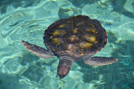 Turtle in Water