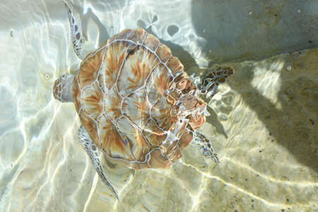 Turtle in Waterの写真素材