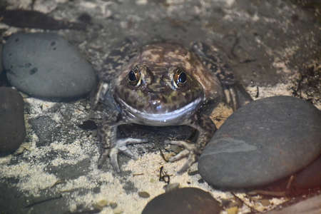 Bull Frog