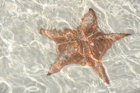 Starfish on the Beachの写真素材
