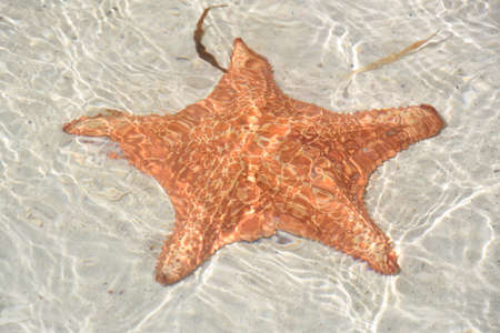 Starfish on the Beachの写真素材