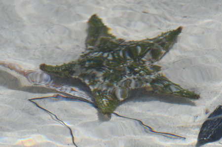 Starfish on the Beachの写真素材