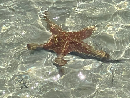 Starfish on the Beachの写真素材