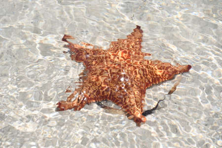 Starfish on the Beachの写真素材