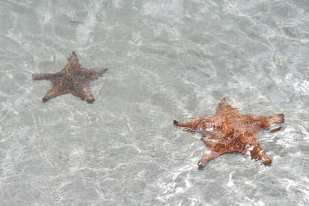 Starfish on the Beachの写真素材