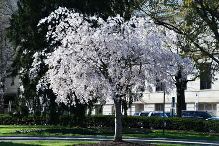 Cherry blossom trees along the tidal basin in Washington DC