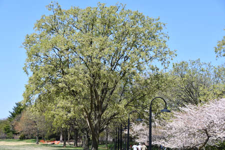 Cherry blossom trees along the tidal basin in Washington DC