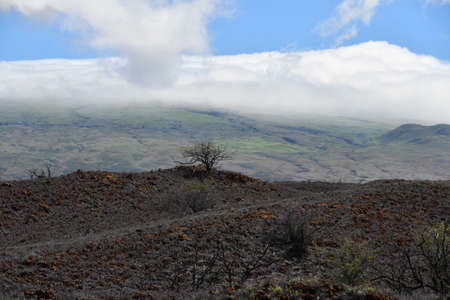 Driving on Kohala Mountain Road at Hawi on the Big Island in Hawaiiの写真素材