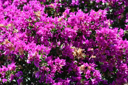 Colorful Flowers in the Springの写真素材