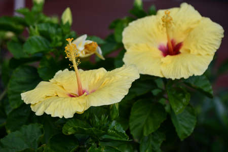 Colorful Flowers in the Spring