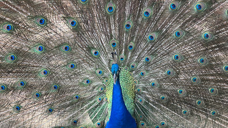 A Peacock on a Farmの写真素材