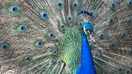 A Peacock on a Farmの写真素材