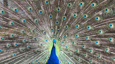 A Peacock on a Farmの写真素材