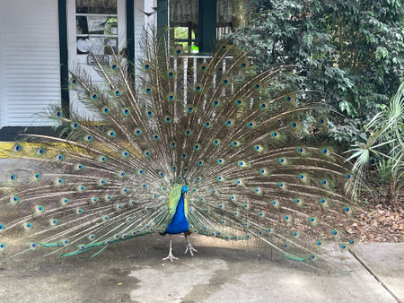 A Peacock on a Farmの写真素材