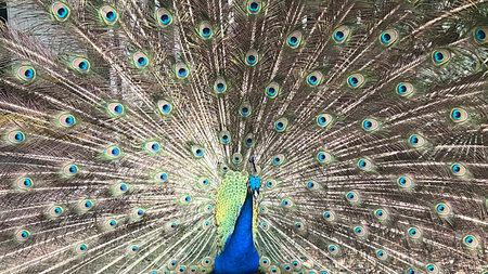 A Peacock on a Farmの写真素材