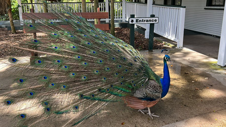 A Peacock on a Farm