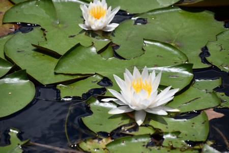 Lily Flowers on Lily Padの写真素材