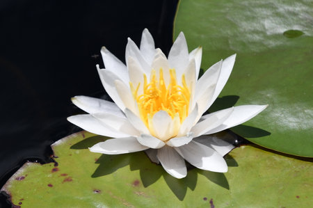 Lily Flowers on Lily Padの写真素材