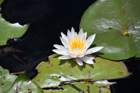 Lily Flowers on Lily Padの写真素材