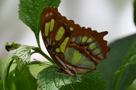 A Close-up Of A Butterflyの写真素材