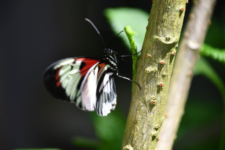 A Close-up Of A Butterflyの写真素材