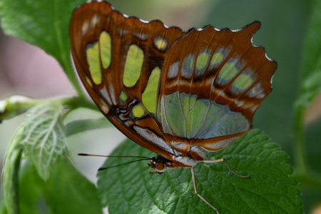 A Close-up Of A Butterfly