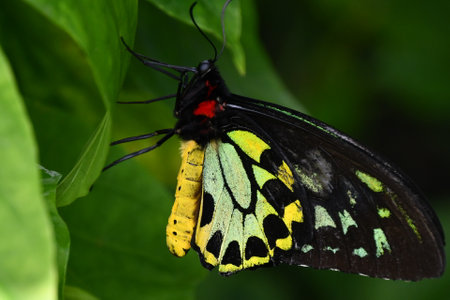 A Close-up Of A Butterflyの写真素材