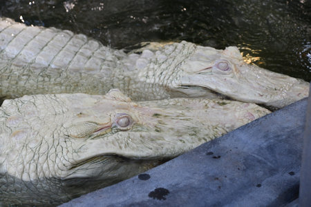 Albino Gatorの写真素材