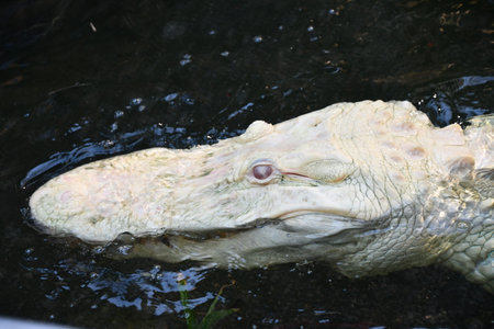 Albino Gatorの写真素材