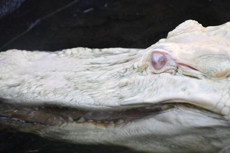 Albino Gatorの写真素材
