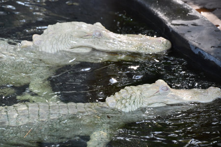 Albino Gatorの写真素材